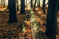 Autumn woods. Beautiful old fallen tree in moss and yellow and brown fall leaves on ground in sunny warm forest. Autumnal Royalty Free Stock Photo