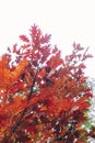 Autumn woods. Beautiful red trees on background of sky in sunny warm forest. Oak tree leaves . Hello fall. Tranquil moment. Royalty Free Stock Photo