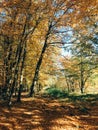 Autumn woods. Beautiful yellow and green trees and path way in fall leaves in sunny warm forest. Autumnal background. Oak and Royalty Free Stock Photo