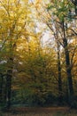 Autumn woods. Beautiful yellow and green trees in sunny warm forest. Autumnal background. Oak and hornbeam golden trees. Hello Royalty Free Stock Photo
