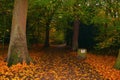 Autumn Woods In Highgate forest London Highgate uk Royalty Free Stock Photo