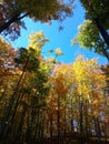 Autumn in the woods. The leaves of the trees are yellow. Autumn has arrived Royalty Free Stock Photo