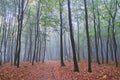 Misty morning in autumn forest