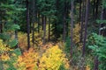 Autumn Forest Oregon Wilderness Fall Colors Royalty Free Stock Photo