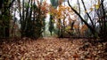 Autumn in the woods, a sensorial journey between nature and relaxation