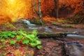 Autumn woods with yellow trees foliage and creek in mountain Royalty Free Stock Photo