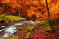 Autumn woods with yellow trees foliage and creek in mountain Royalty Free Stock Photo