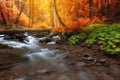 Autumn woods with yellow trees foliage and creek in mountain Royalty Free Stock Photo