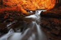 Autumn woods with yellow trees foliage and creek in mountain Royalty Free Stock Photo