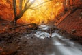 Autumn woods with yellow trees foliage and creek in mountain Royalty Free Stock Photo