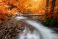 Autumn woods with yellow trees foliage and creek in mountain Royalty Free Stock Photo