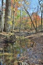 Autumn woodsy river 2