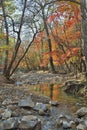 Autumn woodsy river 8