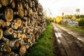 Autumn work in forest - birch tree logs are stacked on the side of the empty dirt road - wood industrial scene