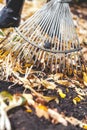Cleaning of autumn leaves. Rake collected fallen yellow leaves Royalty Free Stock Photo