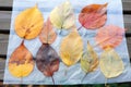 Autumn's Palette: Pressed Leaf Collection