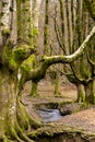 Autumn's Radiant Embrace: Exploring the Enchanting Beauty of Otzarreta's Beech Forest