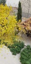 Autumn in the yard with gazebo