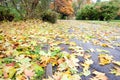 Autumn yellow abscissed leafs on park pathway Royalty Free Stock Photo