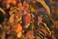 Autumn yellow Apple leaves in the evening sun Royalty Free Stock Photo
