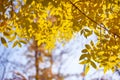 Autumn yellow ash leaves in sun rays and clear sky Royalty Free Stock Photo