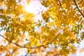 Autumn yellow ash leaves in sun rays and clear sky Royalty Free Stock Photo