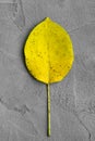 Autumn yellow beautiful sheet on a textured plaster gray background. concept of autumn, school years