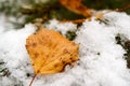 Autumn yellow birch leaf fell on a pine snowy branch, fresh snow and fallen leaves Royalty Free Stock Photo