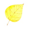 Autumn yellow birch leaf