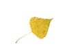 Autumn yellow birch leaf on a white background. Royalty Free Stock Photo