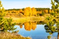 Autumn yellow birches are reflected in gold in a forest lake on a bright warm sunny day.