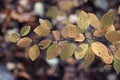 Autumn yellow branch in city park Royalty Free Stock Photo