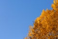 Yellow branches of aspen against a blue sky Royalty Free Stock Photo
