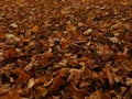 Autumn yellow-brown foliage on the ground