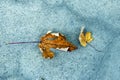 Autumn yellow and brown maple Leaves on Pavement