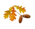 Autumn yellow and brown oak acorns and leaves Royalty Free Stock Photo