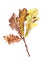 Autumn yellow and brown oak leaves on a branch, watercolor drawing on a white background Royalty Free Stock Photo