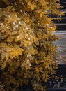 Autumn yellow bush with rain drops, autumn photo Royalty Free Stock Photo