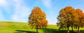 Autumn yellow chestnut trees against the background of green grass and bright blue sky. Autumn bright background.