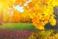 Autumn yellow closeup Bright orange maple tree bokeh Golden color flora in park Light sunny october day Shiny red fall leaves Royalty Free Stock Photo