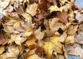 Autumn Yellow Dried Leave Royalty Free Stock Photo