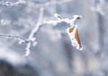 Autumn yellow dry leaf on a branch covered with frost Royalty Free Stock Photo