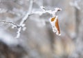 Autumn yellow dry leaf on a branch covered with frost Royalty Free Stock Photo