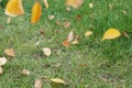 Autumn yellow dry leaves fall from trees on a green lawn with grass