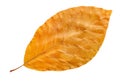 Autumn yellow fall leaf isolated on white, way in path Royalty Free Stock Photo