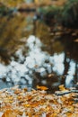 Autumn yellow fallen leaves floating on water. Forest river or pond with trees reflection. Fall seasonal background with Royalty Free Stock Photo