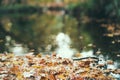 Autumn yellow fallen leaves floating on water. Forest river or pond with trees reflection. Fall seasonal background with Royalty Free Stock Photo