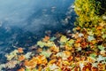 Autumn yellow fallen leaves floating on water. Forest river or pond with trees reflection. Fall seasonal background with Royalty Free Stock Photo