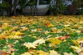 Autumn yellow fallen leaves. The mood of nostalgia.