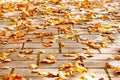 Autumn, yellow fallen leaves on the road, Golden autumn, soft focus